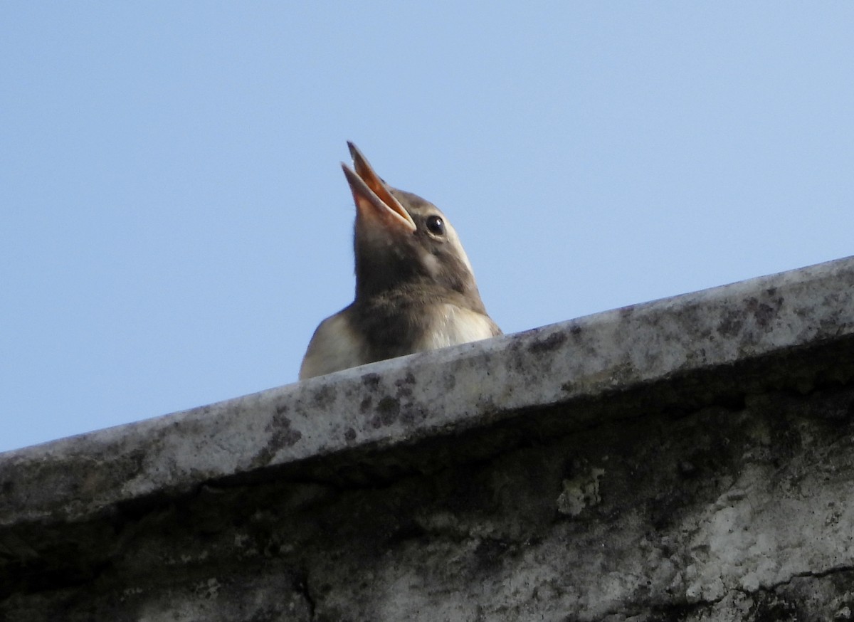 White-browed Wagtail - ML638140748