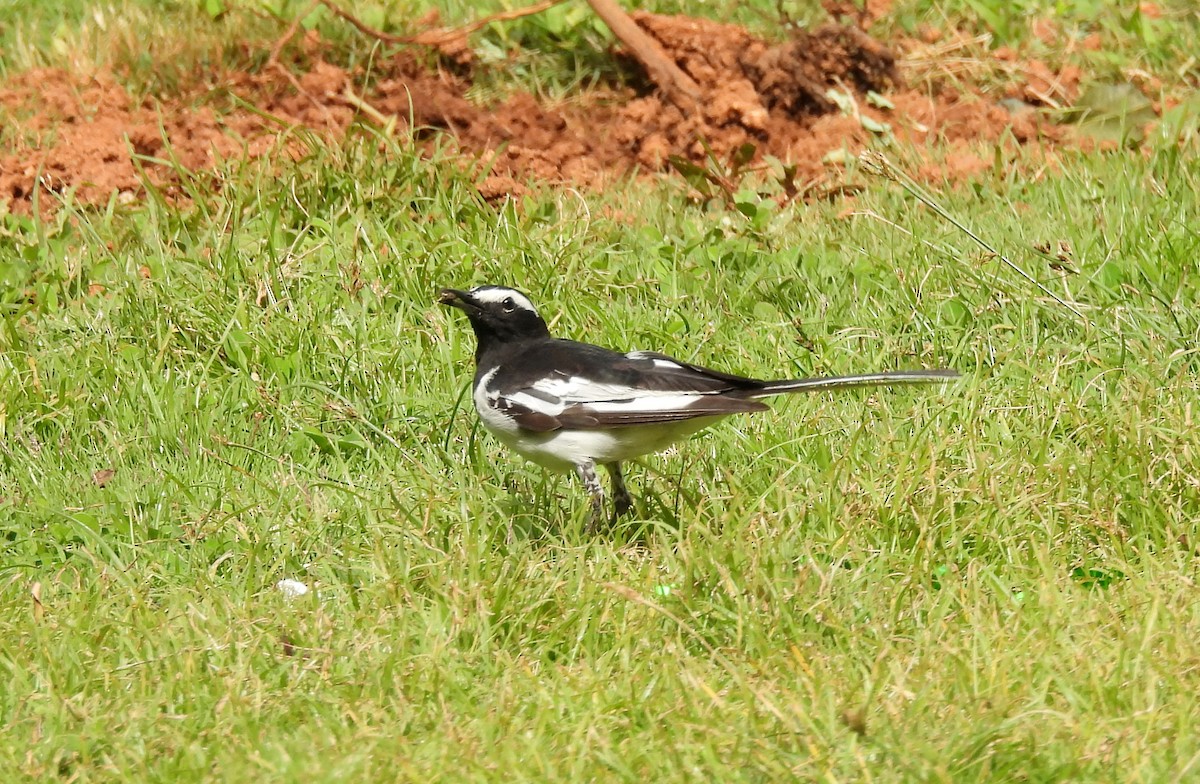 White-browed Wagtail - ML638140751
