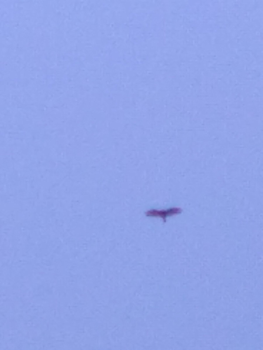 Turkey Vulture - ML638140760