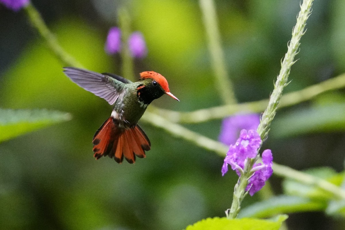 Spangled Coquette - ML638140777