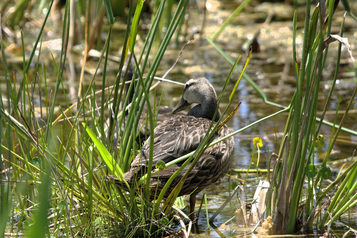 kachna pobřežní - ML638140779