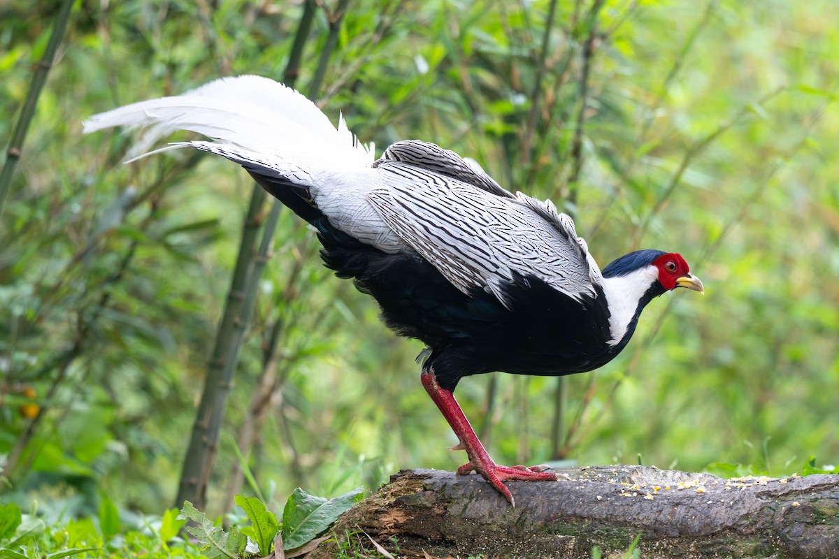 Silver Pheasant - ML638140806