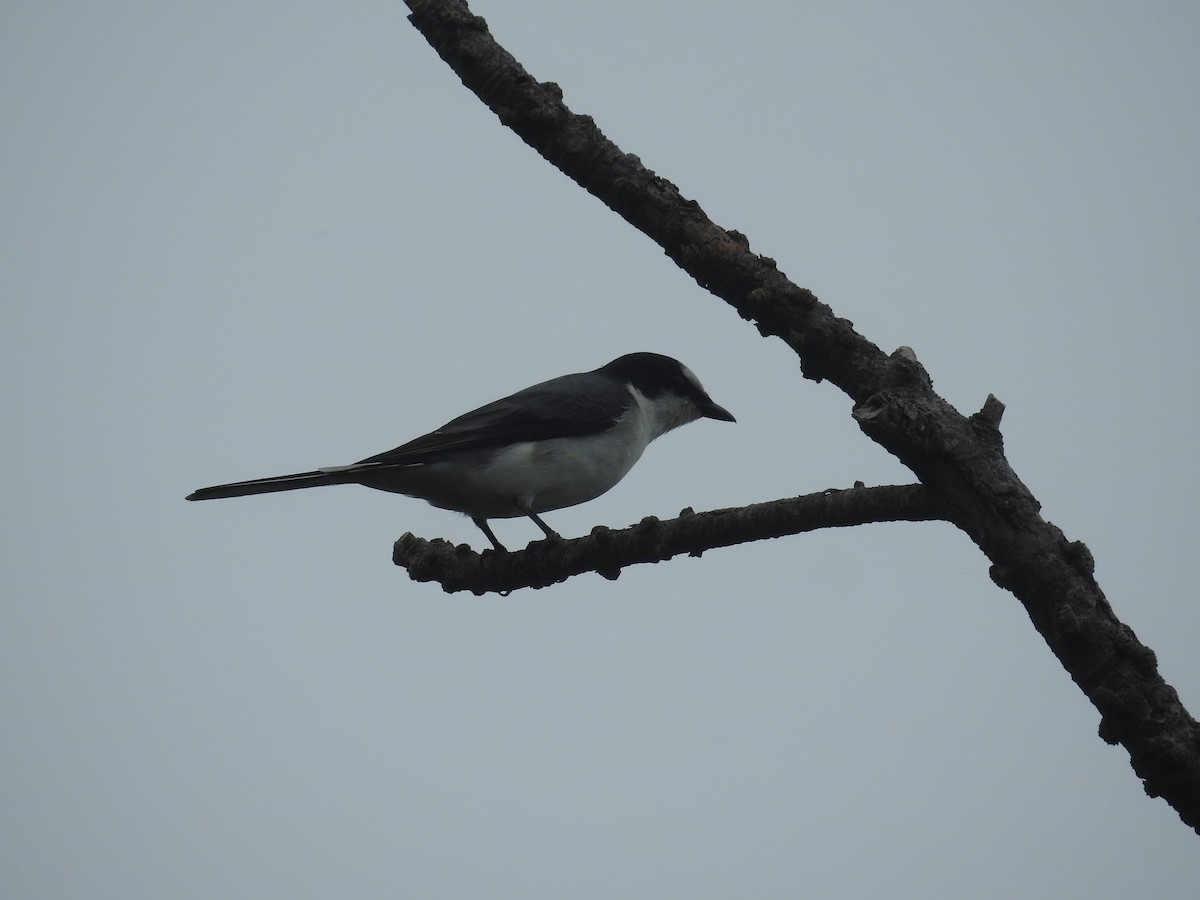 Ashy Minivet - ML638140824