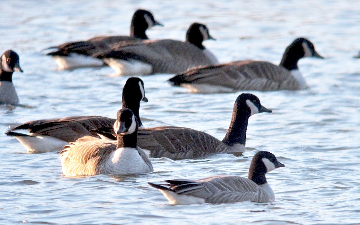 Cackling Goose (Richardson's) - ML638140860