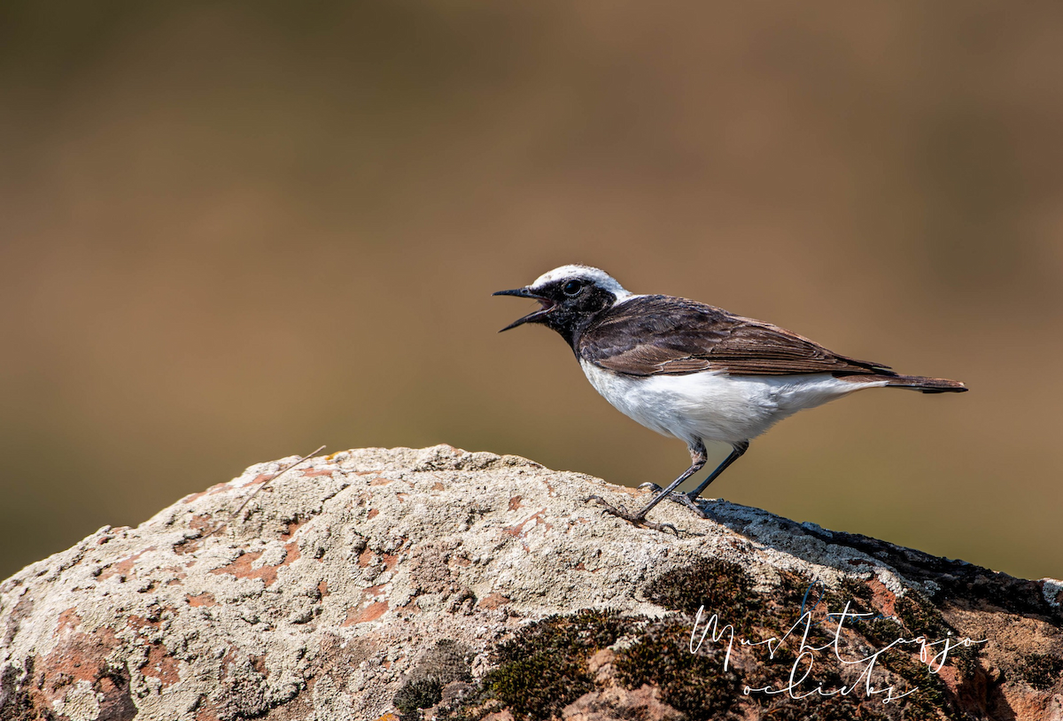 Pied Wheatear - ML638140879