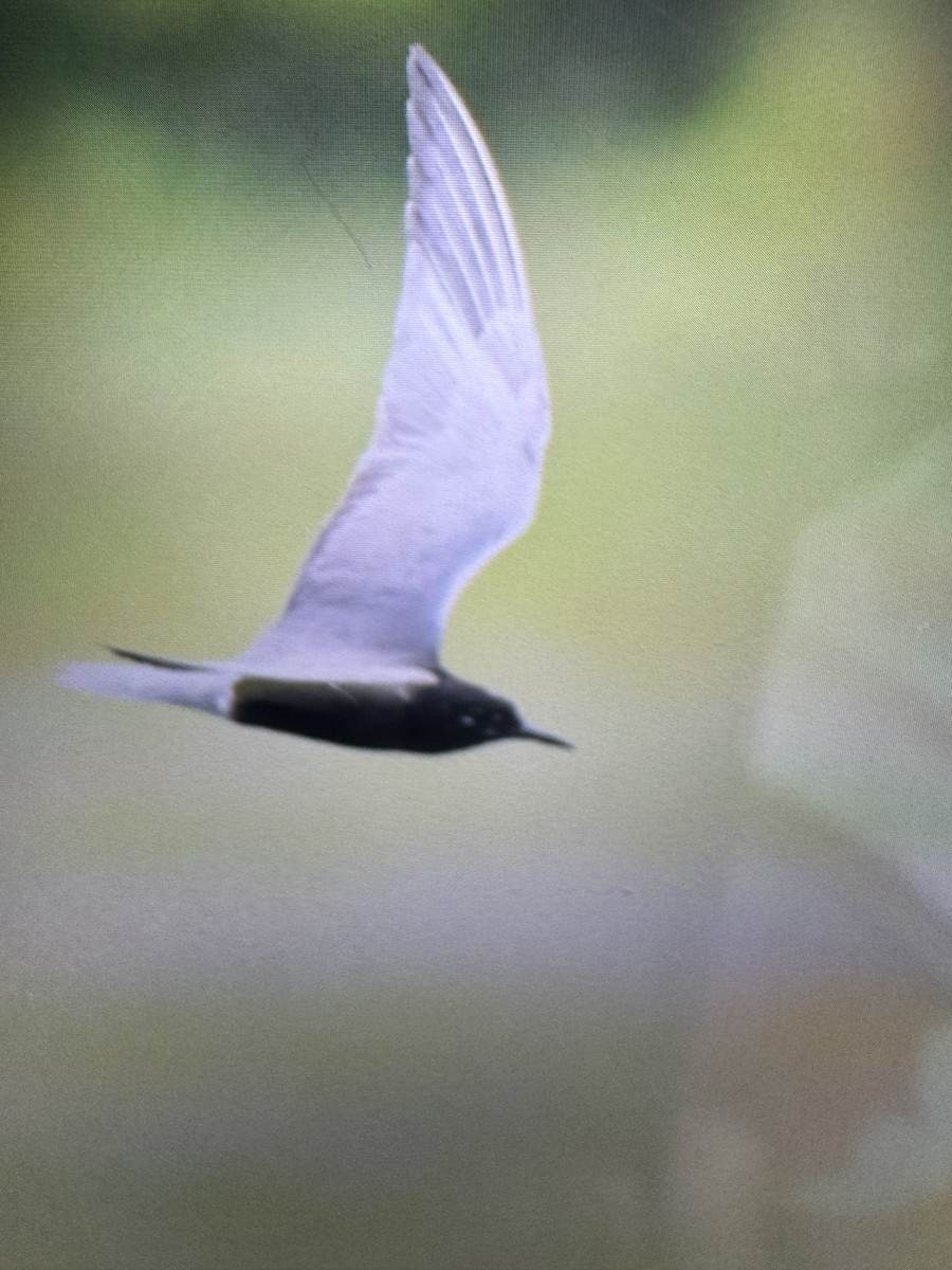 Black Tern - ML638140906