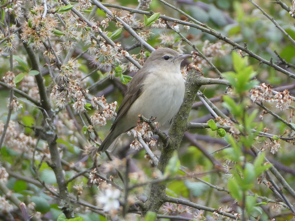 Garden Warbler - ML638140908