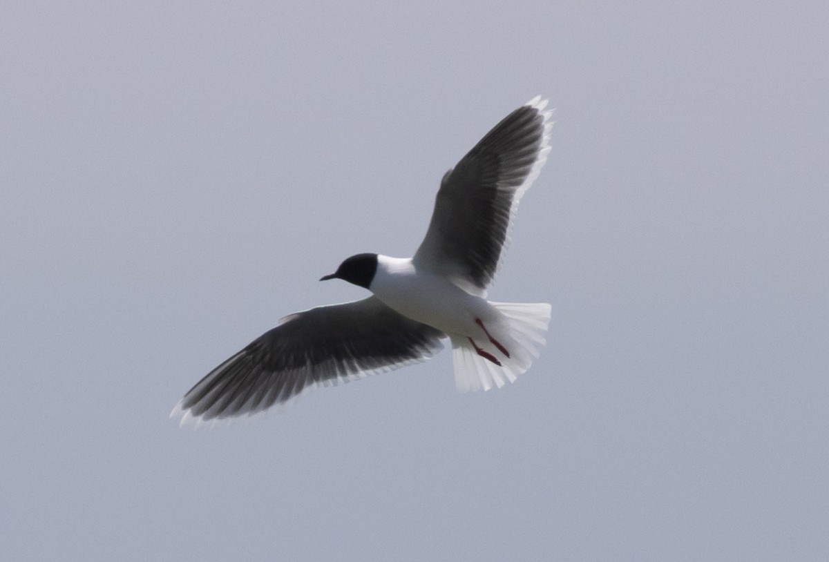 Little Gull - ML638140925