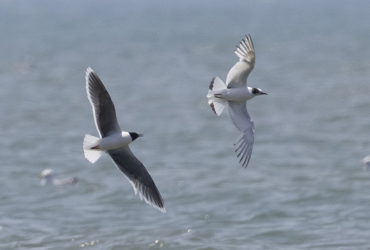 Little Gull - ML638140927