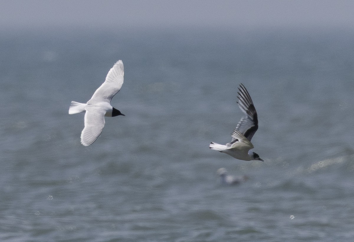 Little Gull - ML638140931