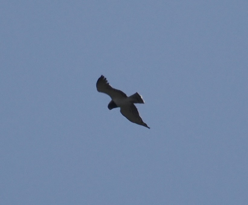 Black-chested Snake-Eagle - ML638140942