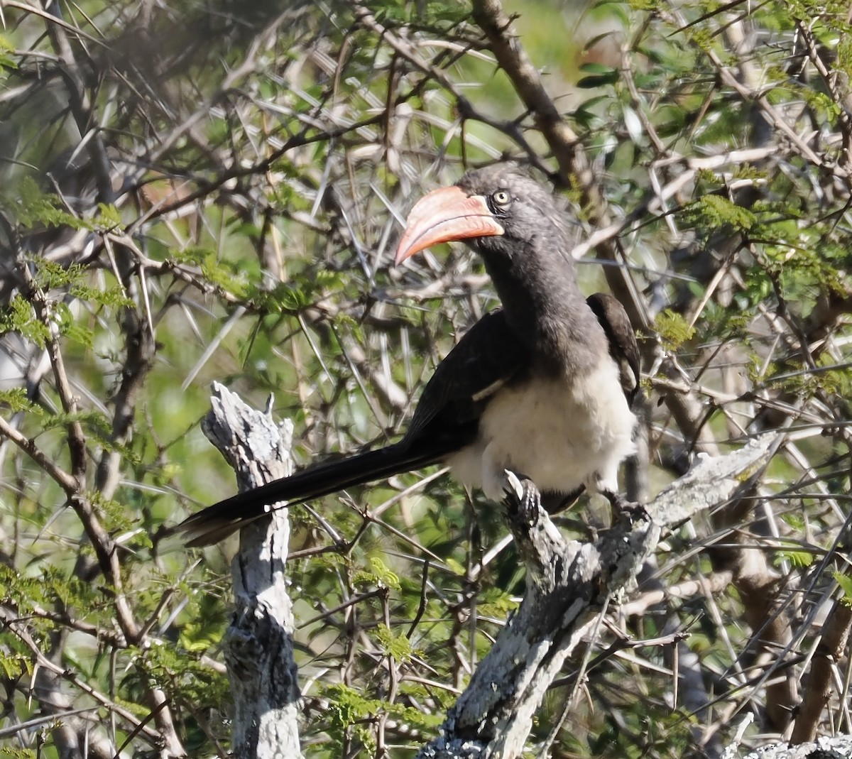 Crowned Hornbill - ML638140964