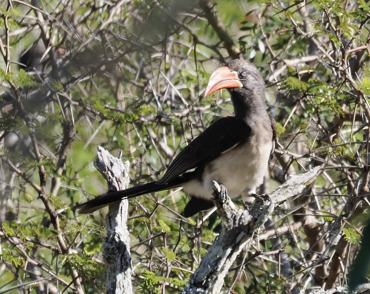 Crowned Hornbill - ML638140965