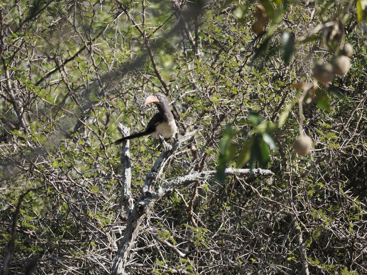 Crowned Hornbill - ML638140967