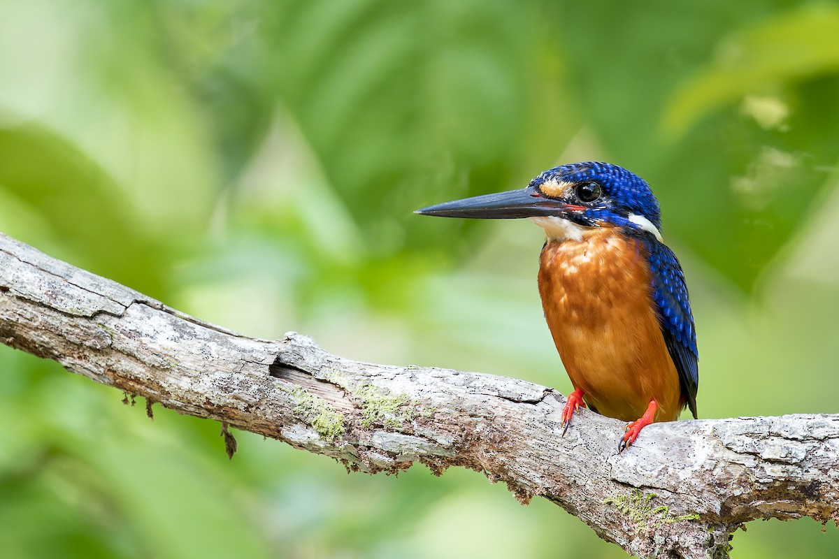 Blue-eared Kingfisher - ML638140969