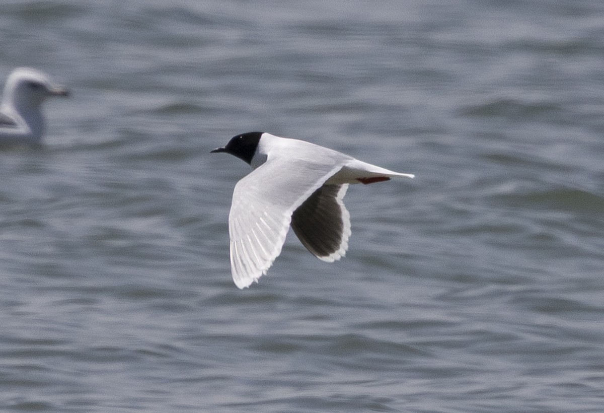 Little Gull - ML638140970