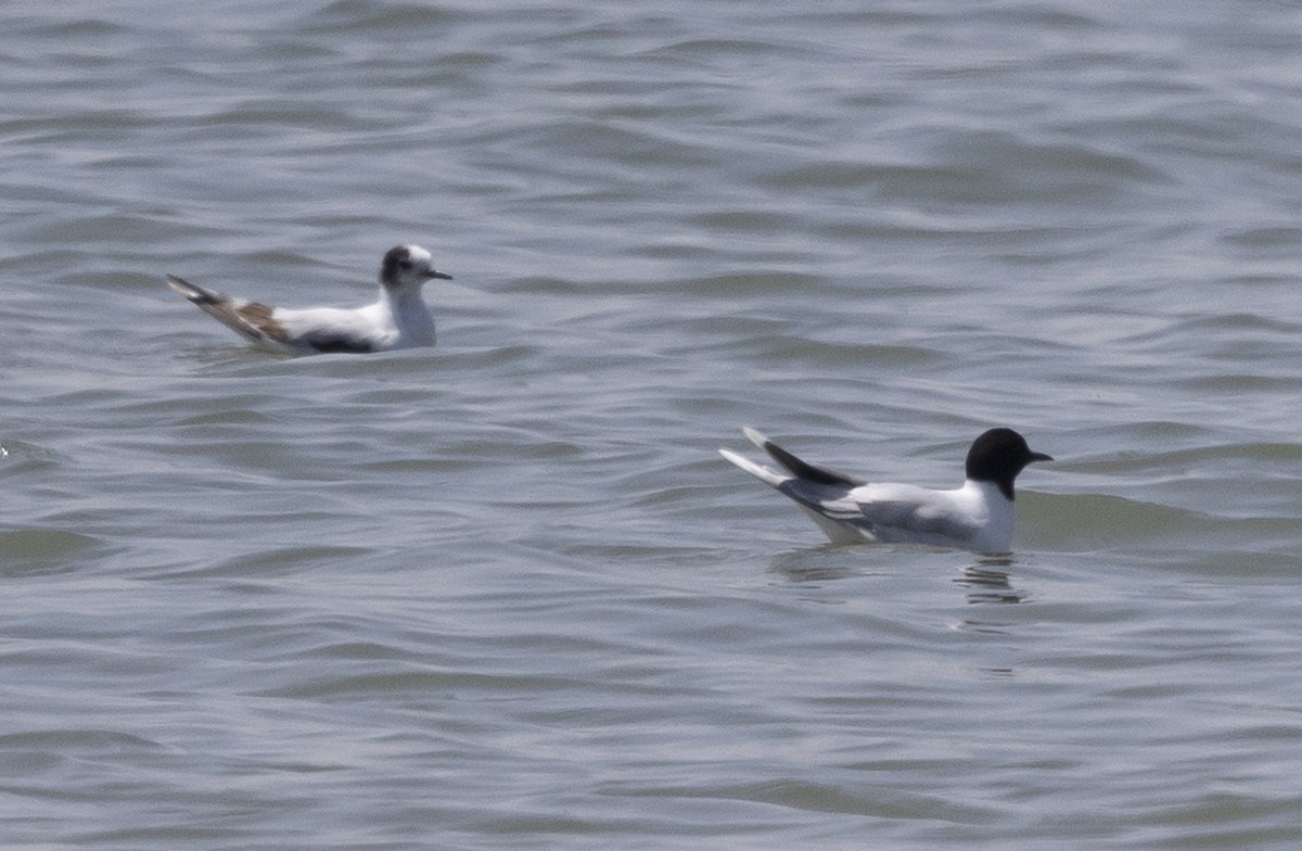 Little Gull - ML638140972