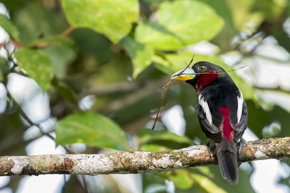 Black-and-red Broadbill - ML638140993