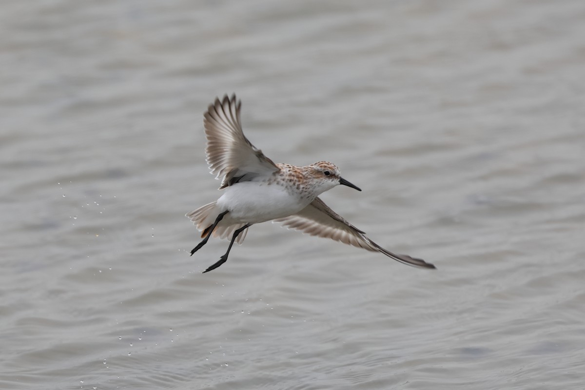 Little Stint - ML638141056