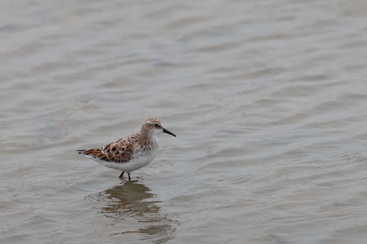 Little Stint - ML638141057