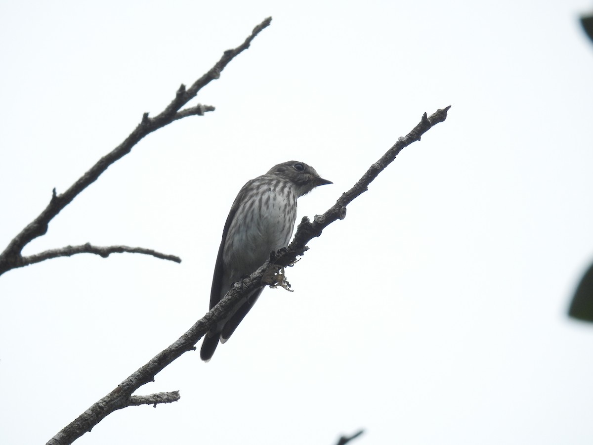 Gray-streaked Flycatcher - ML638141122
