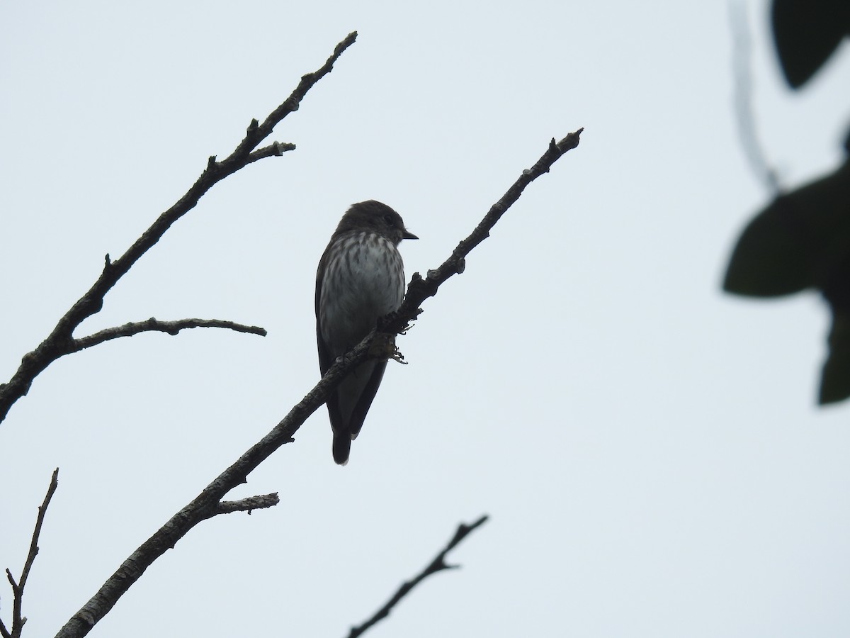Gray-streaked Flycatcher - ML638141123