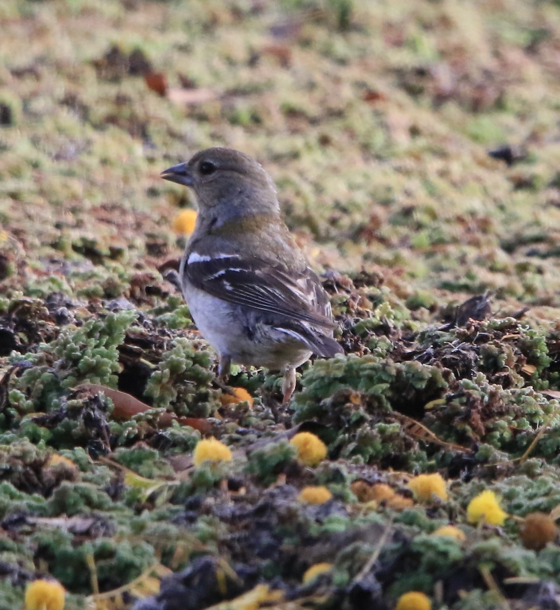 African Chaffinch - ML638141124