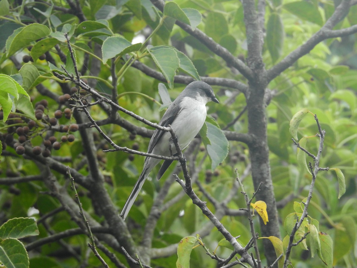 Ashy Minivet - ML638141130