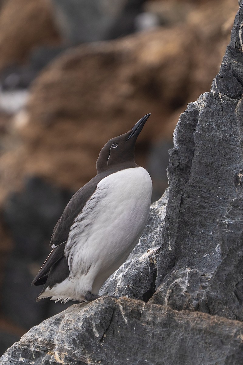 Common Murre - ML638141162