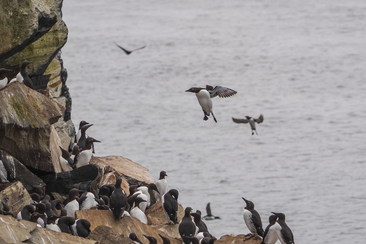 Common Murre - ML638141163