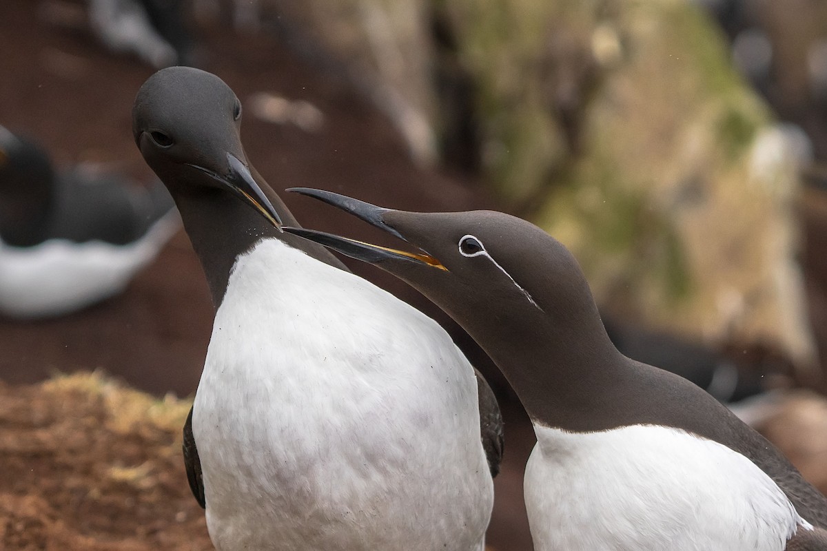 Common Murre - ML638141164