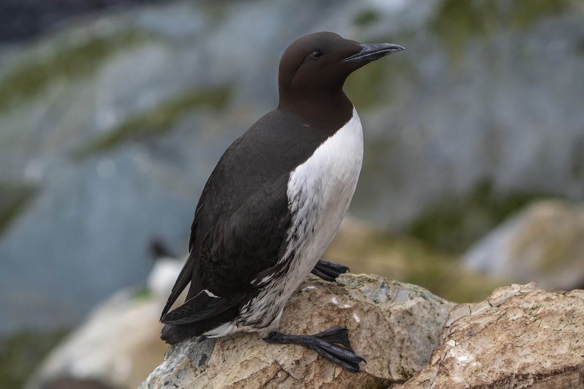 Common Murre - ML638141165