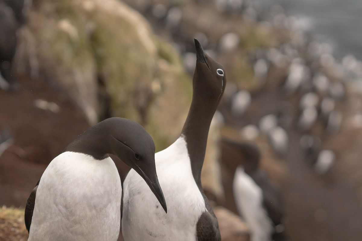 Common Murre - ML638141166