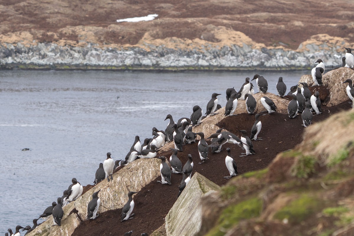Common Murre - ML638141207