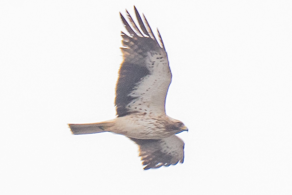 Zwergadler - ML638141212