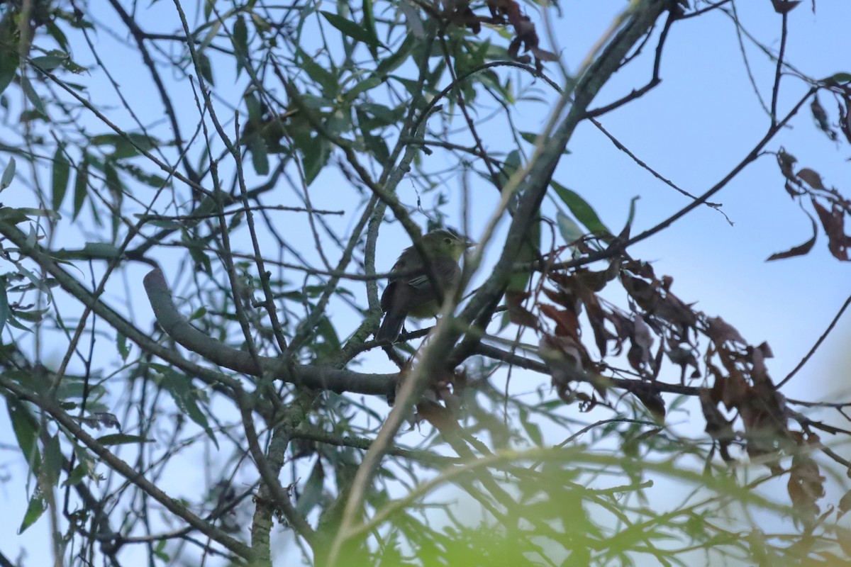 Icterine Warbler - ML638141223