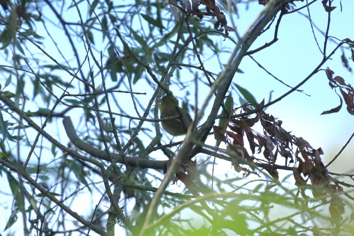 Icterine Warbler - ML638141226