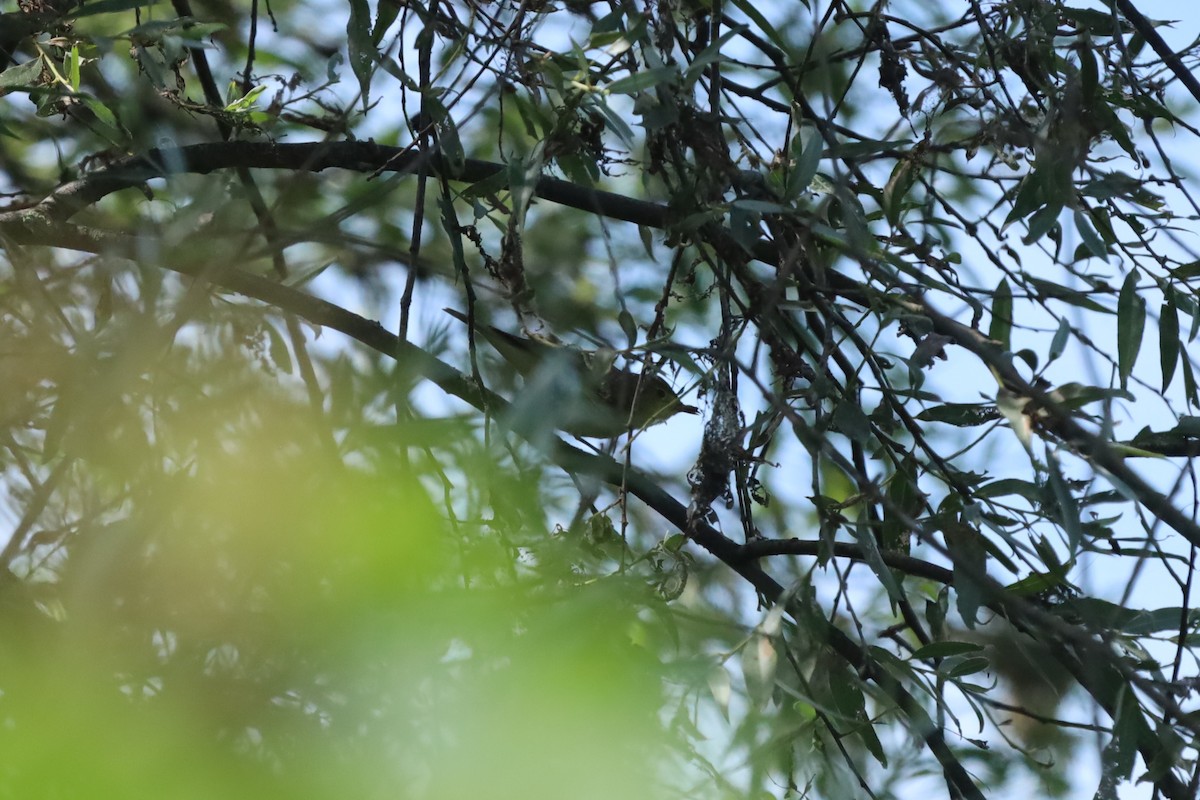 Icterine Warbler - ML638141232