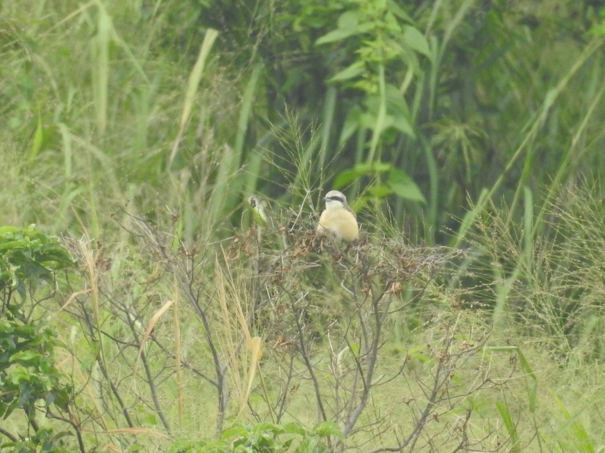 Brown Shrike - ML638141235