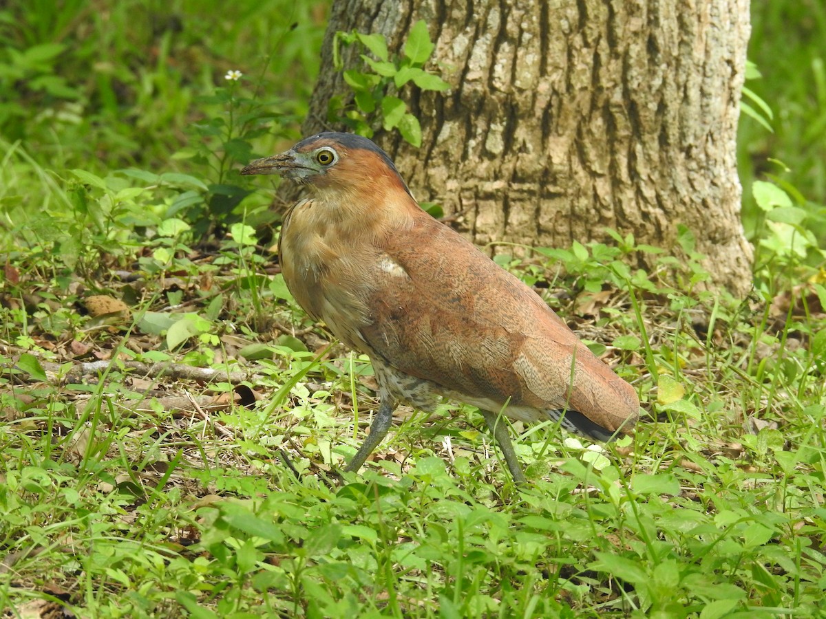 Malayan Night Heron - ML638141256