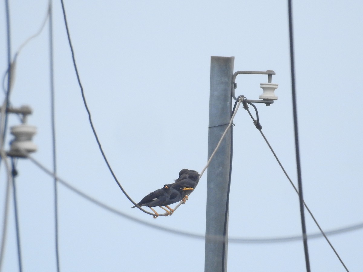 Javan Myna - ML638141281
