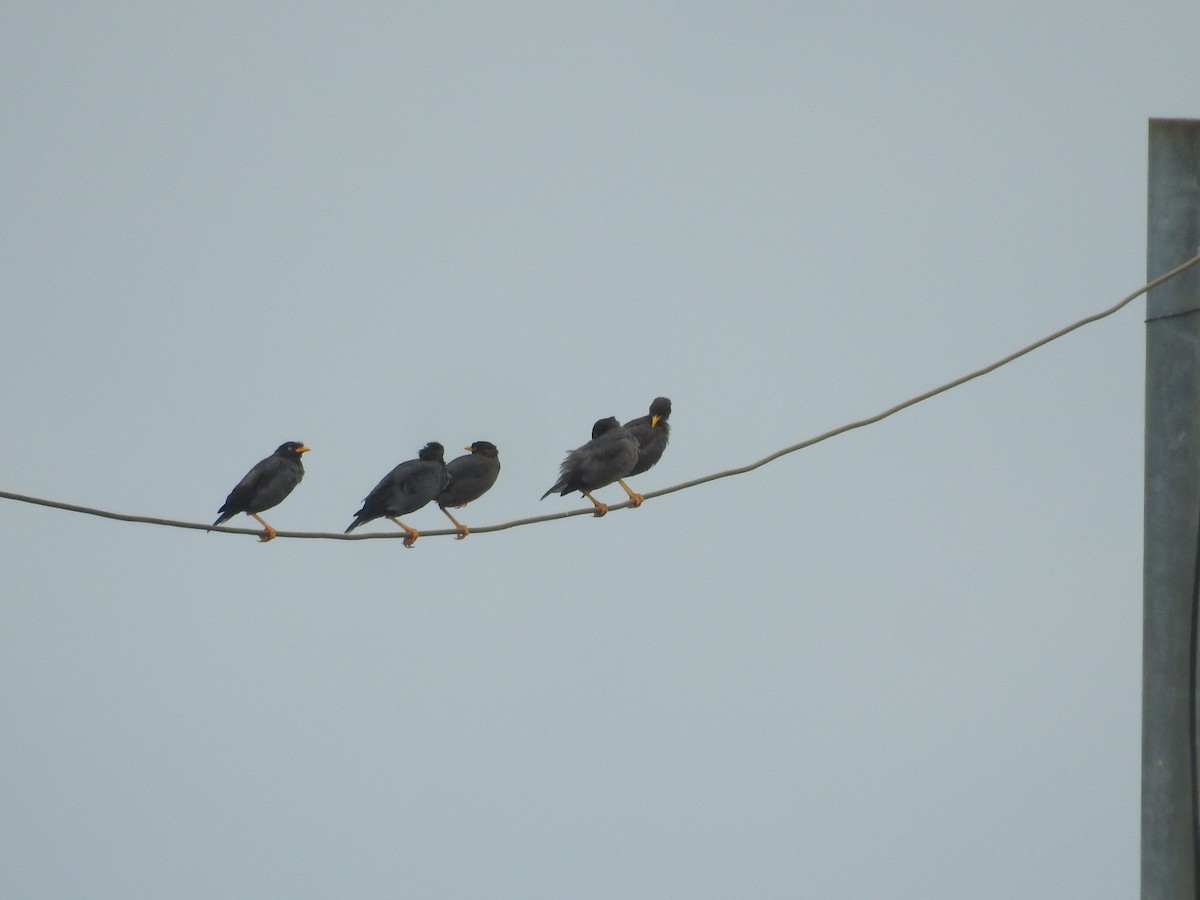 Javan Myna - ML638141282