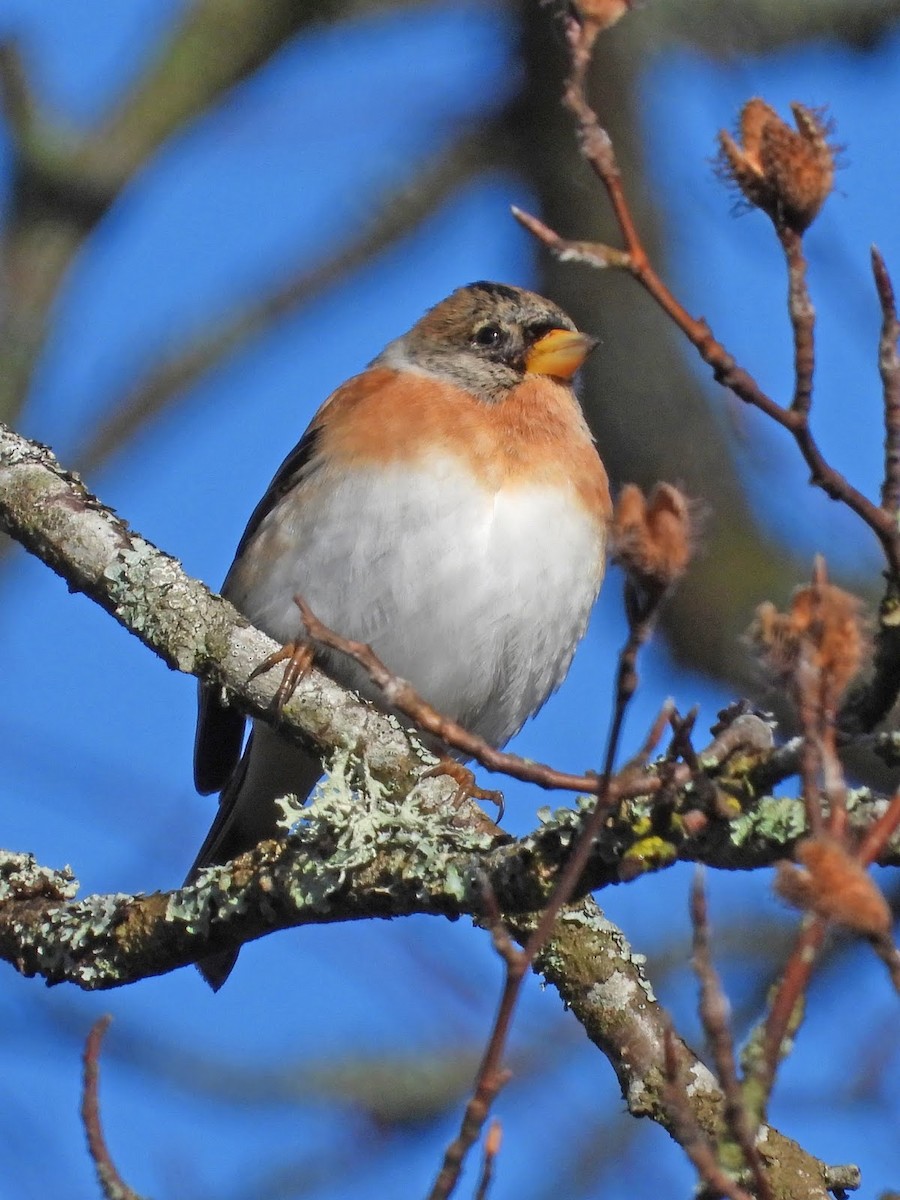 Brambling - ML638141283