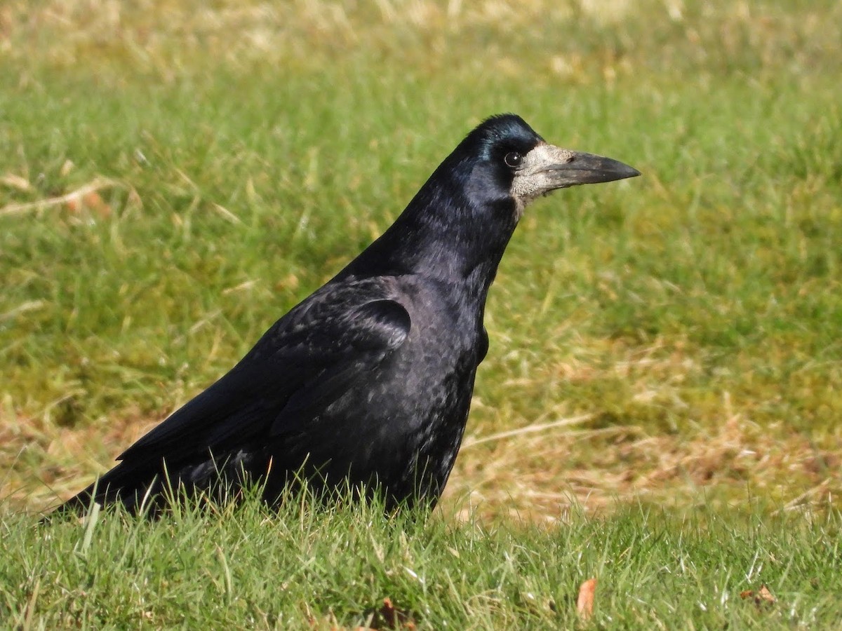 Rook - ML638141289