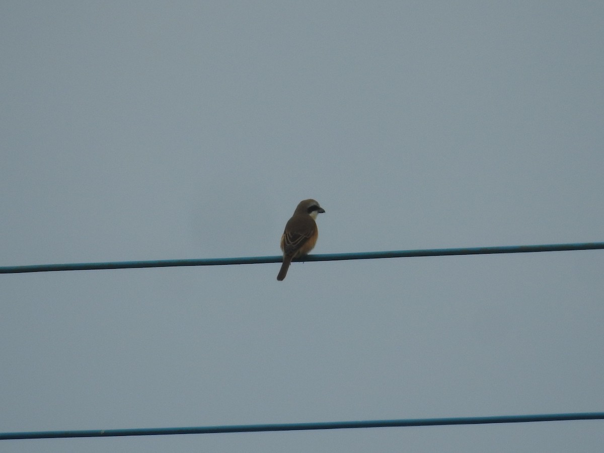 Brown Shrike - ML638141297