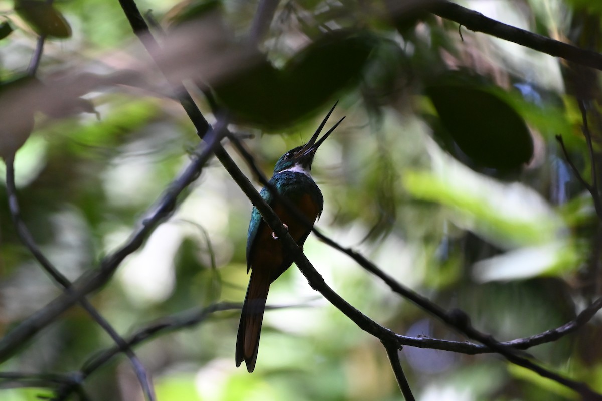 Rufous-tailed Jacamar - ML638141300