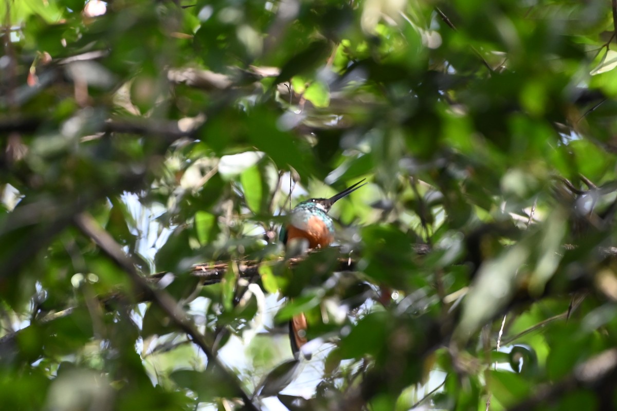 Rufous-tailed Jacamar - ML638141301