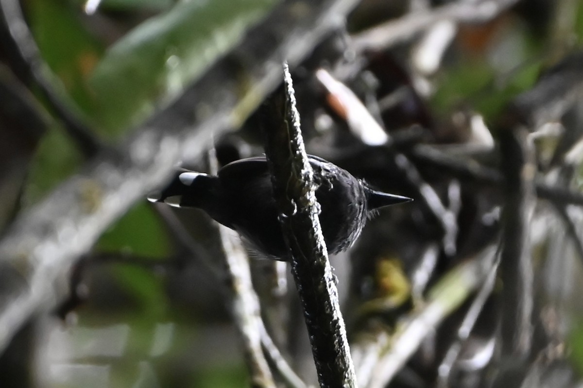 Dot-winged Antwren - ML638141312