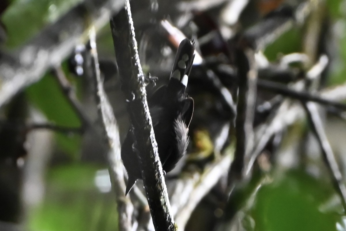 Dot-winged Antwren - ML638141313