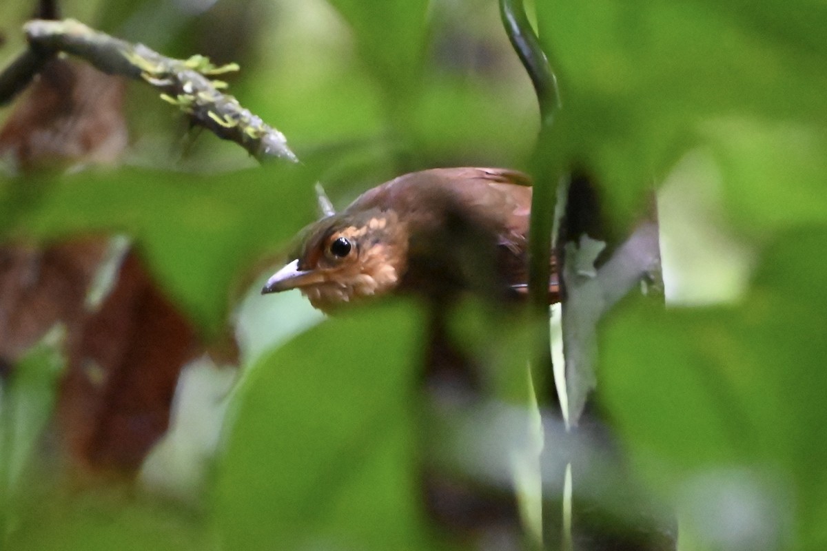 Fawn-throated Foliage-gleaner - ML638141322
